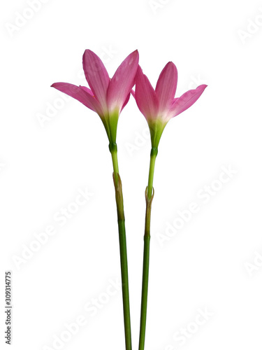 Zephyranthes flower isolated on white background. Zephyranthes lily or Pink flower for flower frame or other decoration.