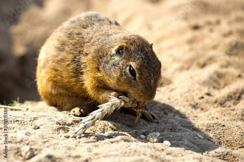 ground squirrel, Radouc locality, town Mlada Boleslav, Czech republic - wild animals with grain in the steppe photo