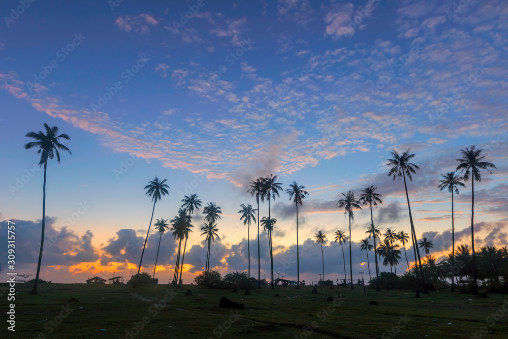 Obraz premium A group of coconut trees near the sea in the morning with sunshine and beautiful sky.