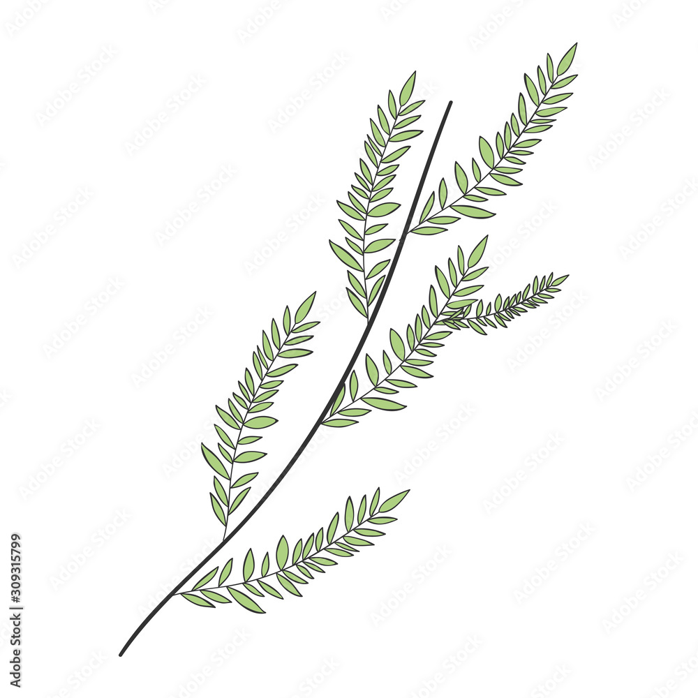Isolated leaf plant vector design