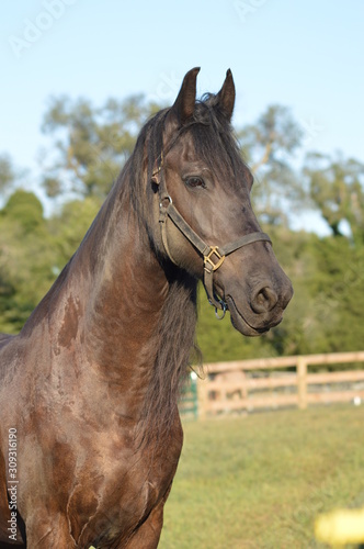 Portrait of a Horse
