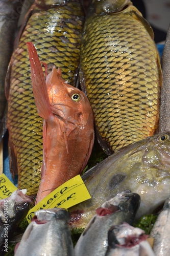 variety of fish in the fish market of Istanbul photo