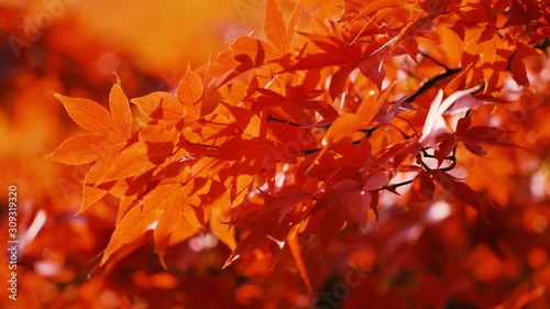 日本の秋　紅葉風景