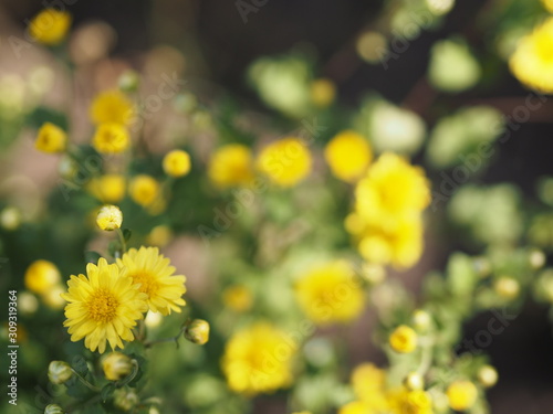 Chrysanthemum yellow flower in nature blurred of background Scientific name Chrysanthemum morifolium Ramat