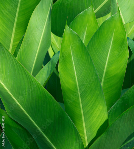 The dark green leaves are arranged in a long order. For making natural wallpapers and backgrounds