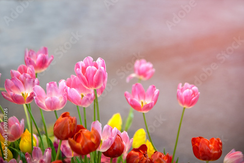 Tulip flower in garden at a day. Flower for beauty decoration and agriculture concept design. © topten22photo