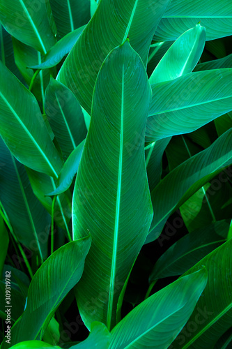 The dark green leaves are arranged in a long order. For making natural wallpapers and backgrounds