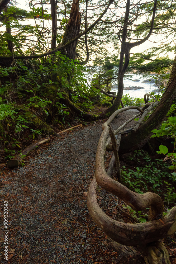 Trail in the forest with a beautiful view on the Ocean Coast during a vibrant colorful sunrise. Wild Pacifc Trail, Ucluelet, Vancouver Island, BC, Canada. Trail in the forest with a beautiful view on the Ocean Coast during a vibrant colorful sunrise. Wild Pacifc Trail, Ucluelet, Vancouver Island, BC, Canada.