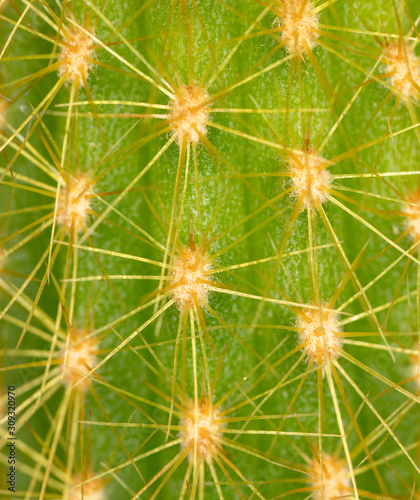 Detail of a cactus as a background