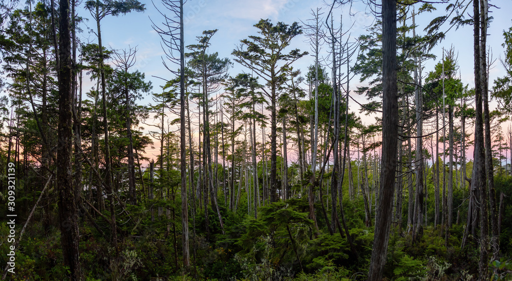 Scenic forest with a beautiful view on the Ocean Coast during a vibrant colorful sunrise. Wild Pacifc Trail, Ucluelet, Vancouver Island, BC, Canada.