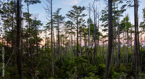 Scenic forest with a beautiful view on the Ocean Coast during a vibrant colorful sunrise. Wild Pacifc Trail  Ucluelet  Vancouver Island  BC  Canada.