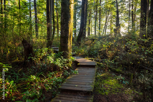 Beautiful Wooden Path in the Woods with colorful green trees leading to Kennedy Lake. Taken near Tofino, Vancouver Island, BC, Canada.