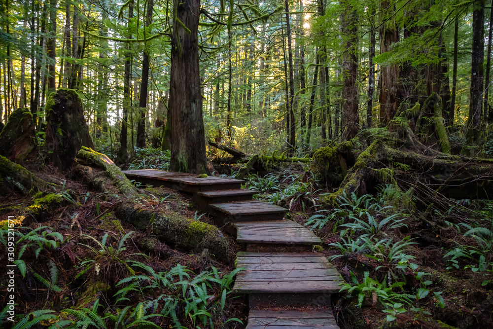 Obraz premium Beautiful Wooden Path in the Woods with colorful green trees leading to Kennedy Lake. Taken near Tofino, Vancouver Island, BC, Canada.