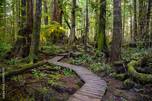Photography Beautiful Wooden Path in the Woods with colorful green trees leading to Kennedy Lake