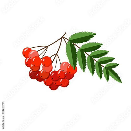 Bunch of red rowan berries with leaves isolated on white