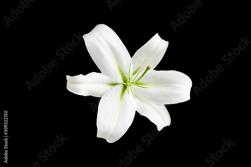 One big white lily flower with green stamens on black background isolated close up top view, single beautiful blooming lilly flower macro, floral pattern, decorative design element, elegant art decor