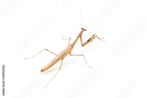 Brown Mantis bug isolate on a white background. © Pakawat