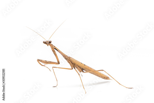 Brown Mantis bug isolate on a white background.