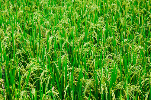 Rice stalks in the fields