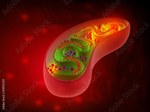 Cell mitochondria anatomy. 3d illustration. photo
