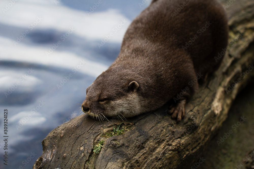 Waitoreke- New Zealand beaver. Small otter-like animal that lives in the South Island of New Zealand. Waitoreke- New Zealand beaver. Small otter-like animal that lives in the South Island of New Zealand.