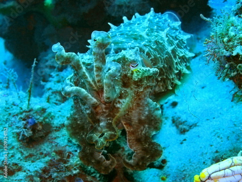 Fototapeta Naklejka Na Ścianę i Meble -  The amazing and mysterious underwater world of Indonesia, North Sulawesi, Manado, cuttlefish