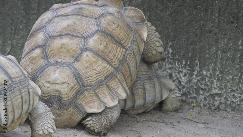 Two African spurred tortoises are mating. It is also called the sulcata tortoise (Centrochelys sulcata). Two African spurred tortoises are mating. It is also called the sulcata tortoise (Centrochelys sulcata).