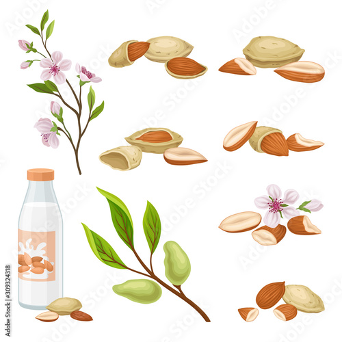 Almonds Plant and Nuts in Shell Vector Set