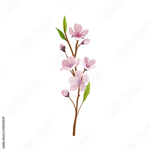Almond Branch with Flowers and Buds Vector Illustration © Happypictures