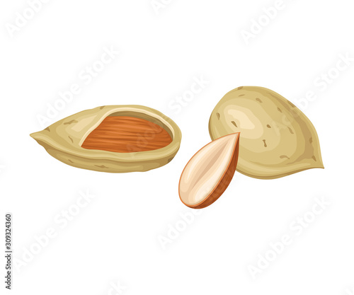 Almond Nuts in Shell and Half Peeled Vector Element