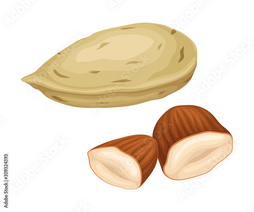 Whole Almond Nut and Half Split Isolated on White Background Vector Item