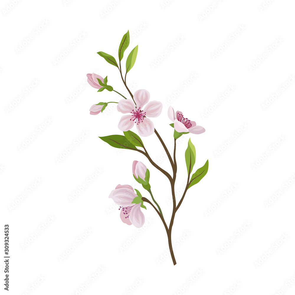 Almond Branch with Flowers and Buds Vector Illustration
