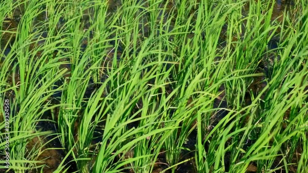 Close up of Green rice field view with the wind blowing, Growing of Green rice plants. Close up of Green rice field view with the wind blowing, Growing of Green rice plants.