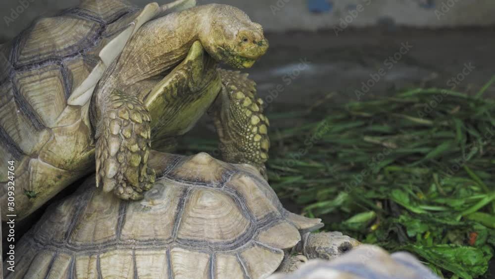 Two African spurred tortoises are mating. It is also called the sulcata tortoise (Centrochelys sulcata). Two African spurred tortoises are mating. It is also called the sulcata tortoise (Centrochelys sulcata).