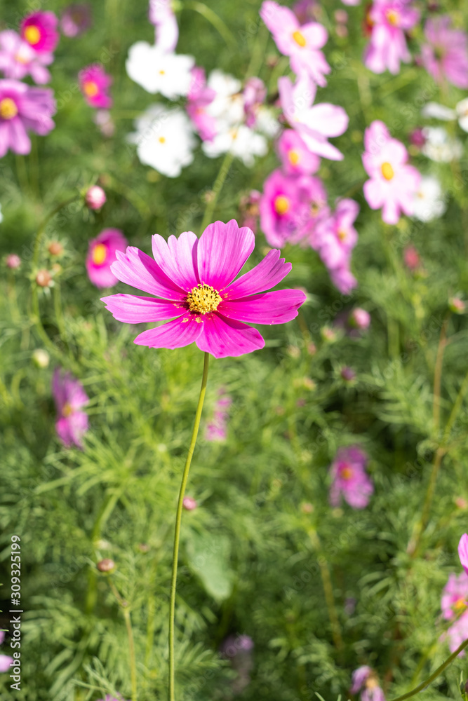 Close up of Cosmos Flower, Cosmos Garden. Close up of Cosmos Flower, Cosmos Garden.