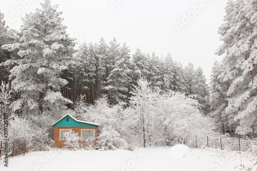 Among the pine forest is a country house with a plot of land. Everything is covered with a thick layer of frost © I_n_g_r_i_t