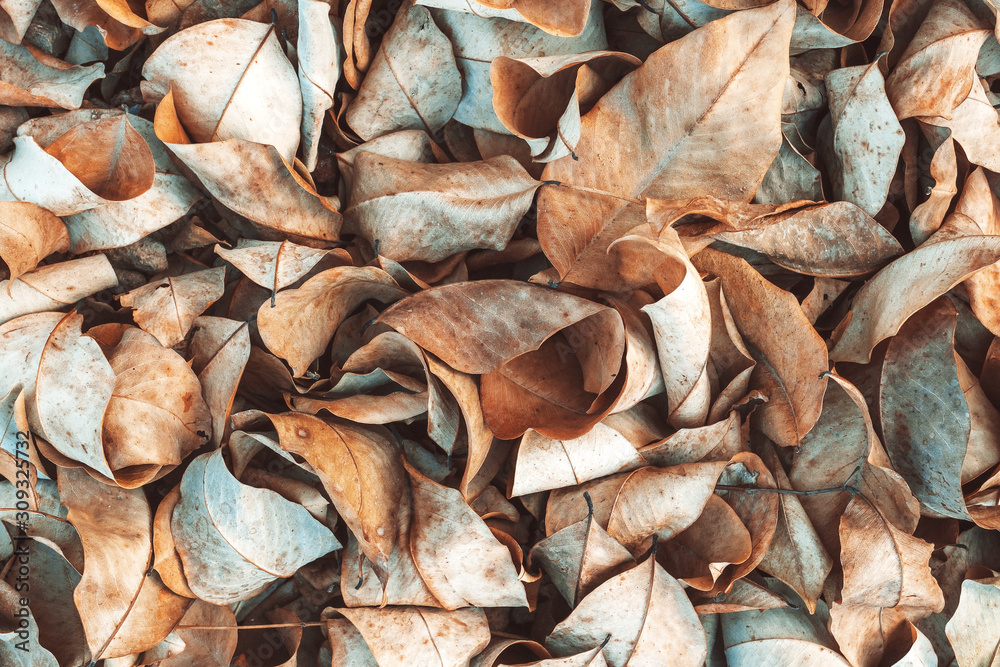 Dried leaves background in the wood in autumn., Texture of autumn. Dry leaves, autumn leaves background.