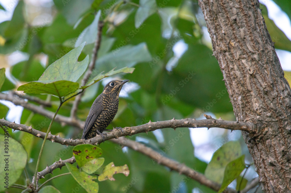 Chestnut Bellied Rockthrush Chestnut Bellied Rockthrush