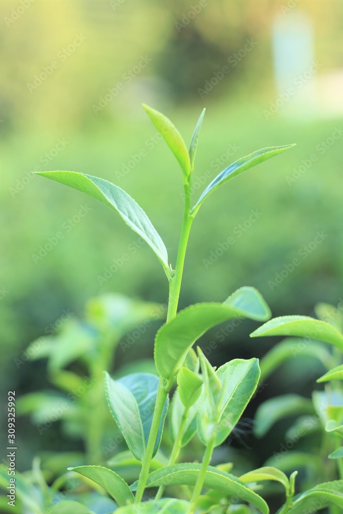 Naklejka premium green tea leaf