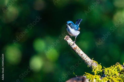 Slaty Blue Flycatcher photo