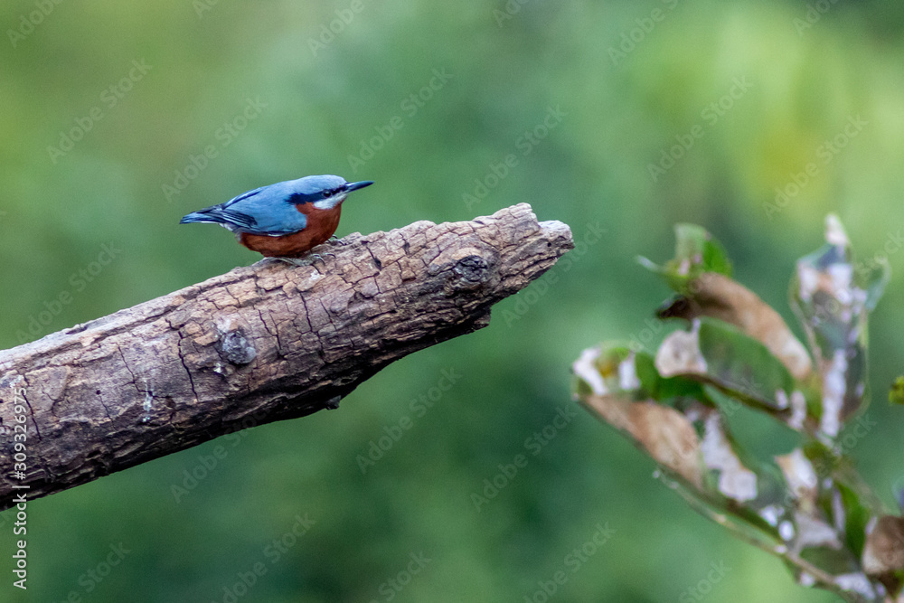 Fototapeta premium Chestnut Bellied Nuthatch