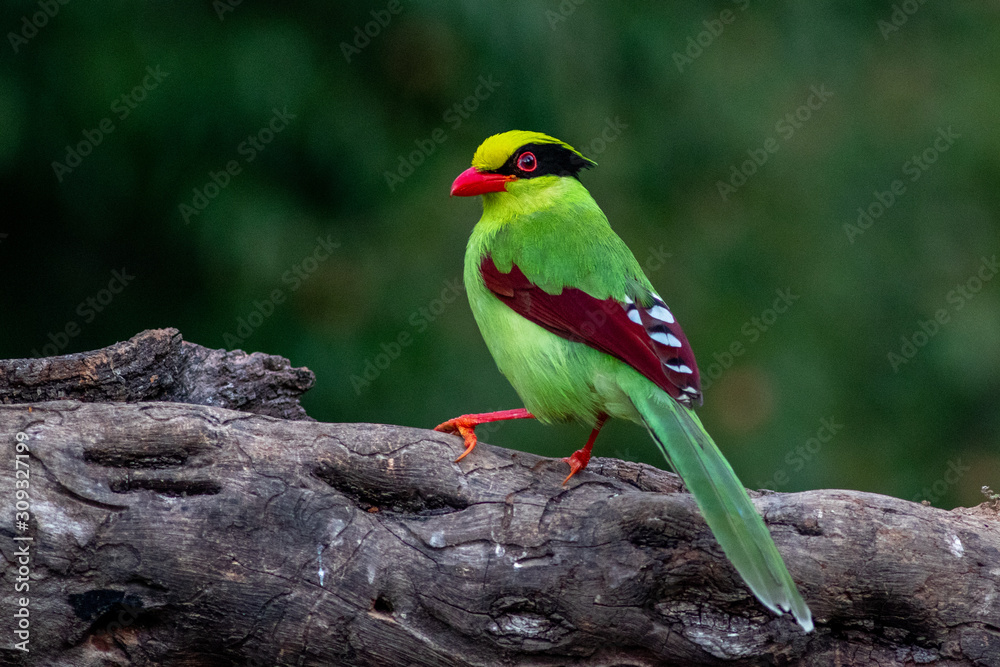 Fototapeta premium Common Green Magpie