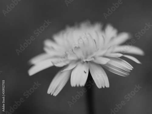 Fototapeta Naklejka Na Ścianę i Meble -  Black and white flower
