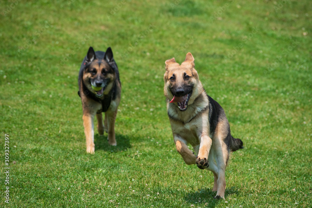 two dogs playing in the park