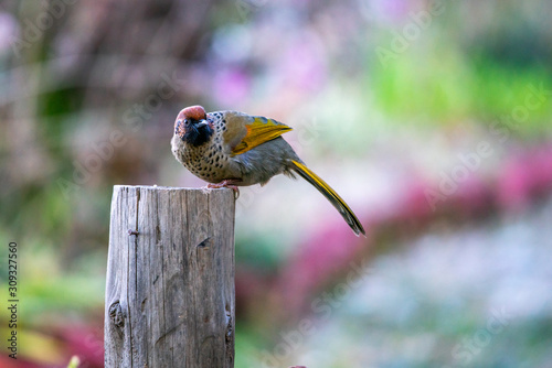 Chestnut Crowned Laughingthrush photo