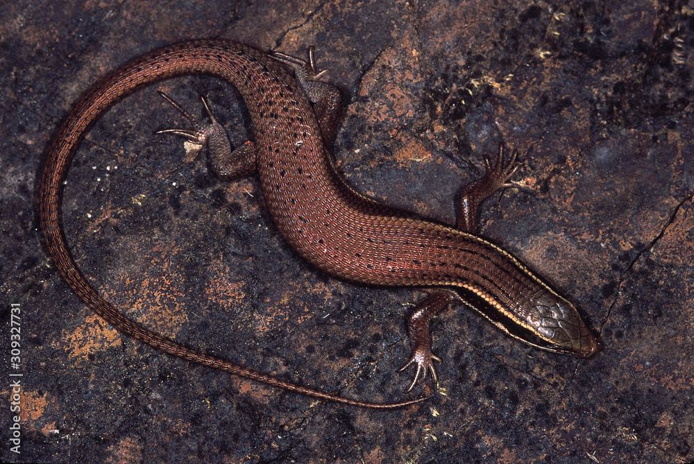 Obraz premium Fire-Bellied Skink. Mabuya species. Pune district, Maharashtra, India.