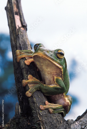 Rhacophorus maximus.Gliding Frog, Miao, Changlang district, Arunachal Pradesh, India. photo