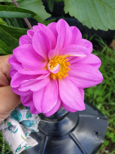beautiful picture of violet dahlia flower