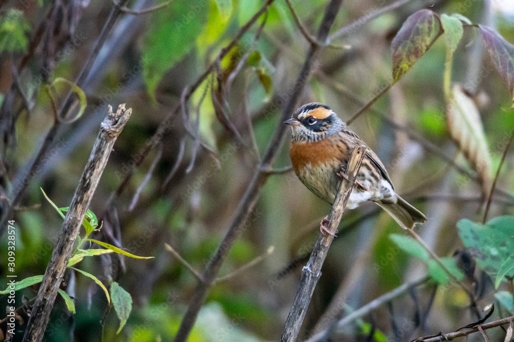 Black Throated Accentor Black Throated Accentor