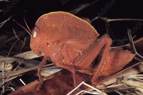 Teratodus monticollaris. Hooded Locust. Pune, Maharashtra, India. photo